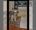 Patrick - Male Yorkshire Terrier Puppy for Sale - Photo #3