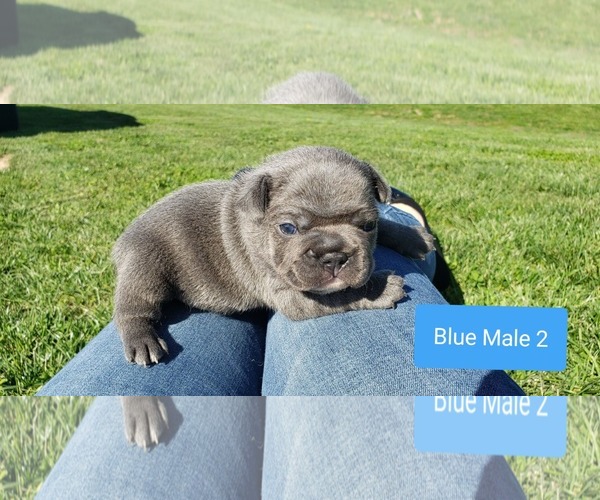 Medium Photo #8 French Bulldog Puppy For Sale in FARMINGTON, MO, USA