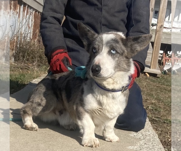 Medium Photo #2 American Corgi Puppy For Sale in CONWAY, MO, USA