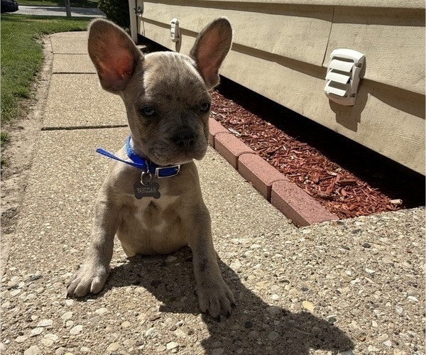 Medium Photo #6 French Bulldog Puppy For Sale in MILWAUKEE, WI, USA