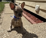 Small #5 French Bulldog