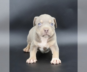American Bully Puppy for sale in CHAMPAIGN, IL, USA