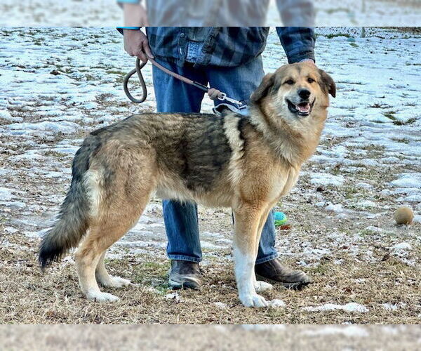 Medium Photo #23 German Shepherd Dog Puppy For Sale in Murfreesboro, NC, USA