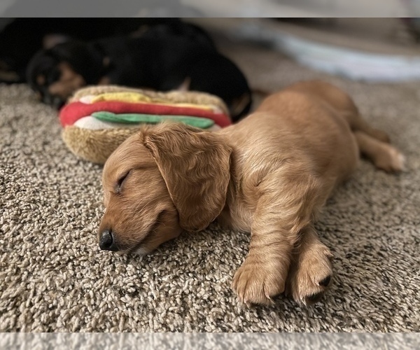 Medium Photo #1 Dachshund Puppy For Sale in TERRELL, TX, USA