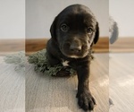 Small Labrador Retriever