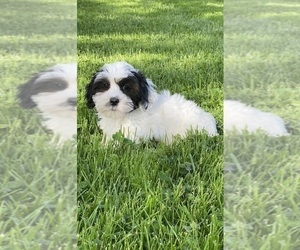 ShihPoo Puppy for sale in CANOGA, NY, USA