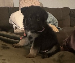 German Shepherd Dog Puppy for Sale in STOCKDALE, Texas USA