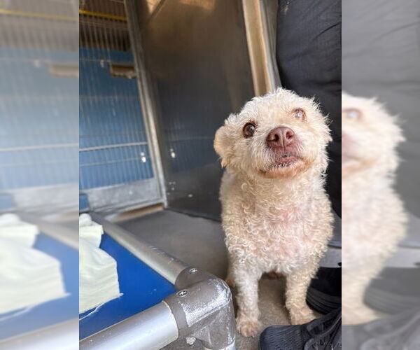 Medium Photo #1 Poodle (Toy) Puppy For Sale in Camarillo, CA, USA