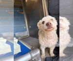 Small Poodle (Toy)