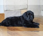 Small Photo #4 Newfoundland Puppy For Sale in FREDERICKSBG, OH, USA