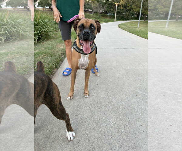 Medium Photo #6 Boxer Puppy For Sale in  Katy, TX, USA