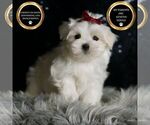 Puppy Cloudpuff AKC Maltese