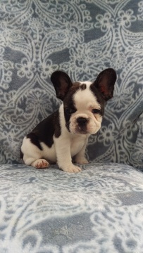 Medium Photo #4 French Bulldog Puppy For Sale in EDEN, PA, USA