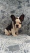 Small Photo #4 French Bulldog Puppy For Sale in EDEN, PA, USA