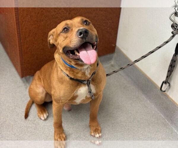 Medium Photo #2 American Pit Bull Terrier Puppy For Sale in Rancho Cucamonga, CA, USA
