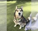 SAMSON - Male Siberian Husky Dog for Adoption - Small photo