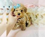 Small #47 Poodle (Toy)