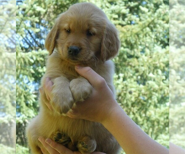 Medium Photo #2 Golden Retriever Puppy For Sale in WOLCOTT, VT, USA