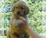 Small #1 Golden Retriever