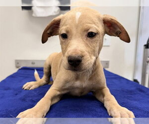 Labrador Retriever-Unknown Mix Dogs for adoption in San Clemente, CA, USA