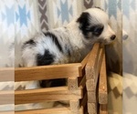 Small #6 Shetland Sheepdog