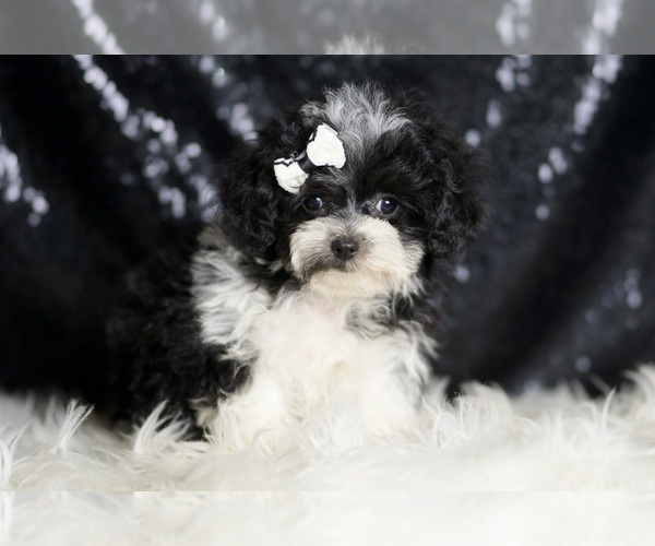 Medium Photo #6 Maltipoo Puppy For Sale in WARSAW, IN, USA