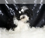 Small #5 Maltipoo