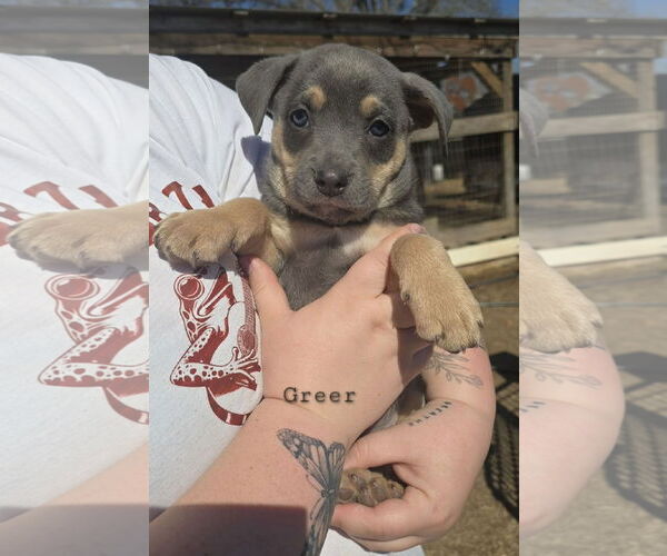 Medium Photo #4 American Pit Bull Terrier-Unknown Mix Puppy For Sale in Oakhurst, NJ, USA