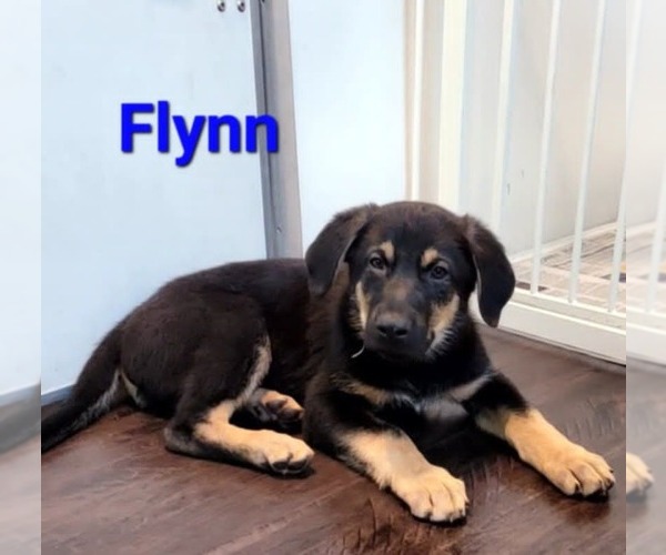 Medium Photo #1 German Shepherd Dog-Weimaraner Mix Puppy For Sale in Des Moines, IA, USA