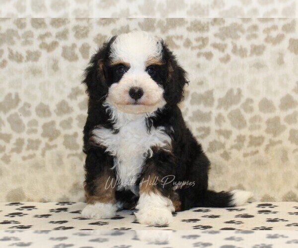 Medium Photo #3 Miniature Bernedoodle Puppy For Sale in DENVER, PA, USA