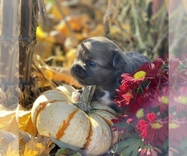 Medium Photo #8 Chihuahua Puppy For Sale in RAWSONVILLE, MI, USA