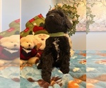 Small Photo #8 Goldendoodle Puppy For Sale in NEW LONDON, NC, USA