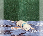 Puppy 9 Dalmatian