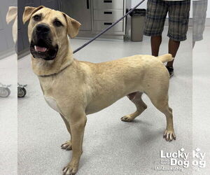 Mastiff-Retriever  Mix Dogs for adoption in Washington, DC, USA