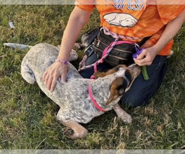 Medium Photo #5 Mutt Puppy For Sale in Thomasville, NC, USA