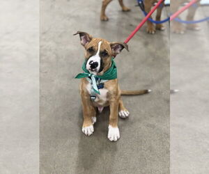 Luke - Male Boxer-Unknown Mix Dog for Adoption - Photo #2