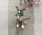Small #1 Boxer Mix