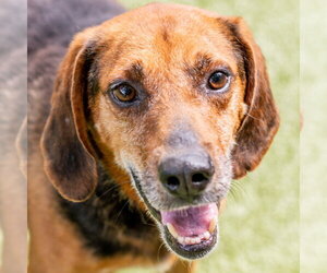 Mutt Dogs for adoption in Hilton Head, SC, USA