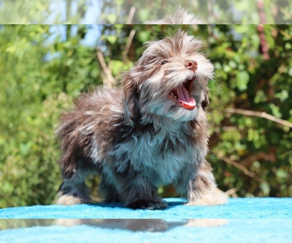 Medium Photo #3 ShihPoo Puppy For Sale in DYERSBURG, TN, USA