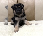 Small #2 German Shepherd Dog