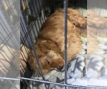 Small #5 English Cocker Spaniel