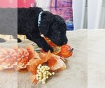 Small Photo #2 Poodle (Standard) Puppy For Sale in PORT ST LUCIE, FL, USA