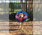 Small #4 Labrador Retriever-Staffordshire Bull Terrier Mix