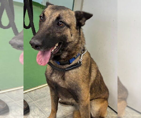 Medium Photo #2 Mutt Puppy For Sale in Rustburg, VA, USA