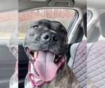 Small #2 American Pit Bull Terrier