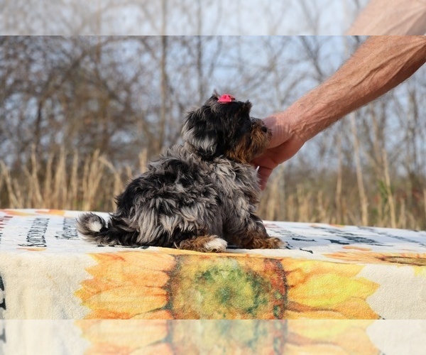 Medium Photo #14 ShihPoo Puppy For Sale in DYERSBURG, TN, USA