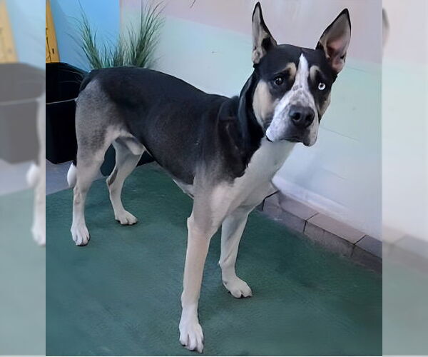 Medium Photo #1 Great Dane-Siberian Husky Mix Puppy For Sale in Pasadena, CA, USA