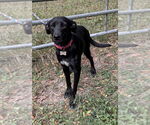Small #1 Labrador Retriever Mix