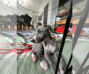 Whippet Puppy for sale in KEARNY, NJ, USA