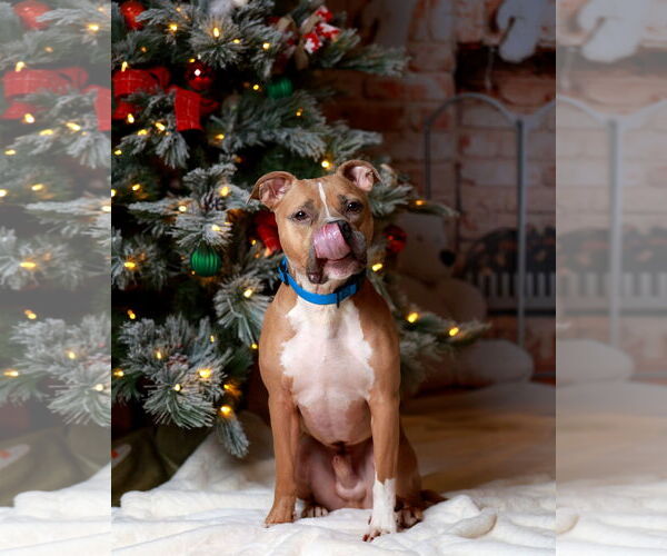 Medium Photo #6 Mutt Puppy For Sale in Munford, TN, USA